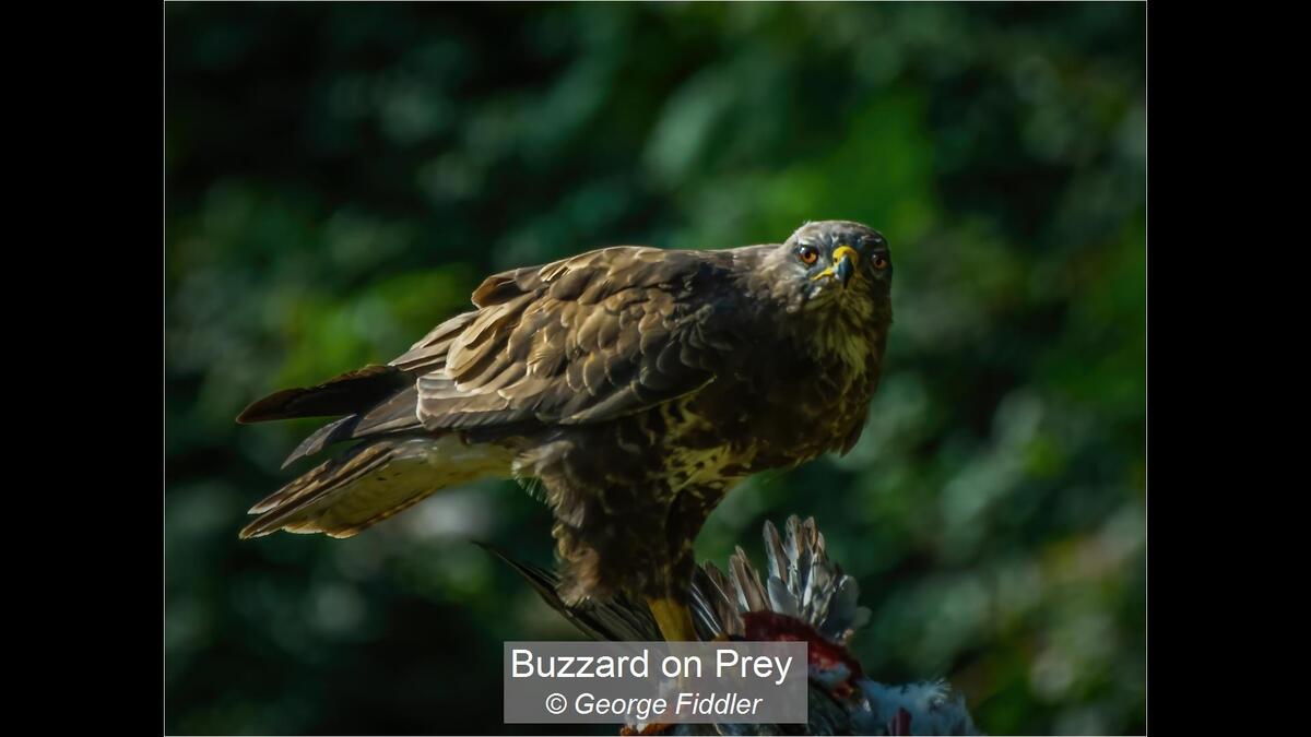 Buzzard on Prey